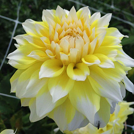 Георгина Декоративная Холлихил Лемон Айс