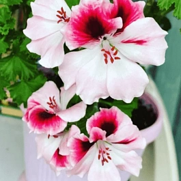 Пеларгония Toscana Florella Bicolour