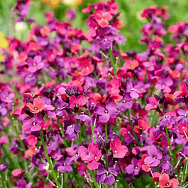 Желтушник льнолистный Red Jep