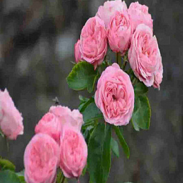 Роза чайно-гибридная Playfol Rokoko