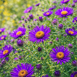 Астра ново-английская Marina Wolkonsky