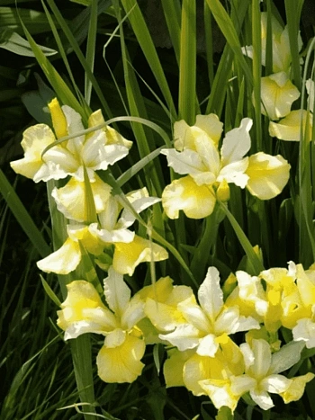 Ирис сибирский Yellow Tail