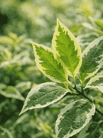 Дерен белый Cream Cracker