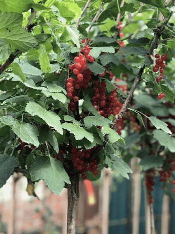 Смородина красная Jonkheer Van Tets на штамбе