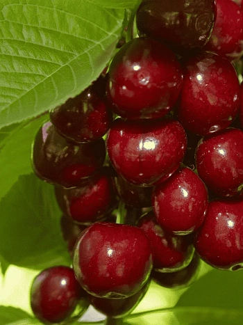 Вишня Молодежная