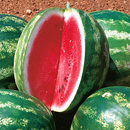 Арбуз Кримсон Рекорд F1