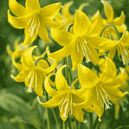 Эритрониум (кандык) Pagoda