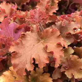 Гейхера Gojiberry