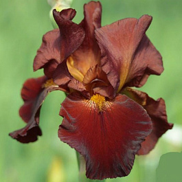 Ирис бородатый Салтан Пэлас