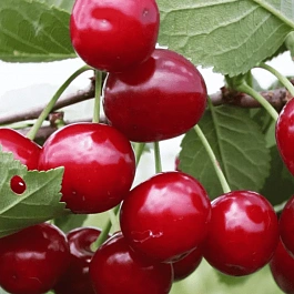 Дюк (Черевишня) Ивановна