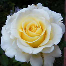 Роза чайно-гибридная Анастасия