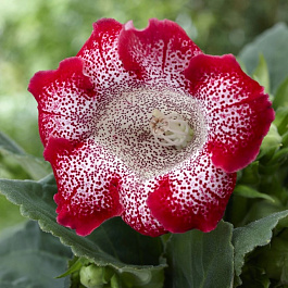 Глоксиния Тигринум Ред