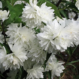 Жасмин садовый Жемчуг