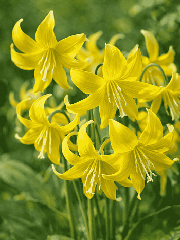 Эритрониум (кандык) Pagoda