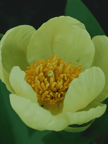 Пион Млокосевича