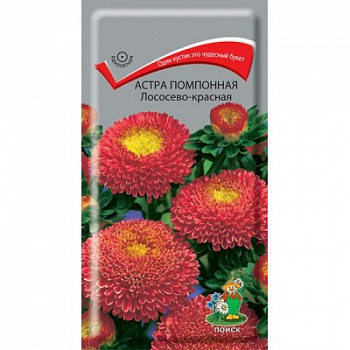 Астра помпонная Лососево-красная