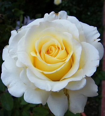 Роза чайно-гибридная Анастасия