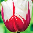 Тюльпан World Expression