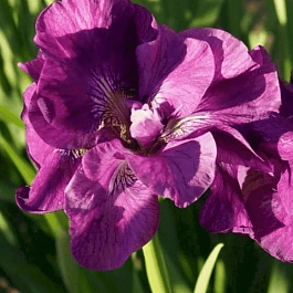 Ирис сибирский Bundle of Joy