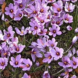 Крокус Ботанический Sativus Saffron
