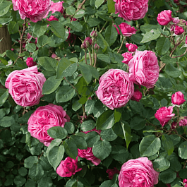 Роза Плетистая Millamy