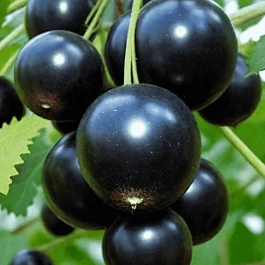 Смородина черная Лентяй