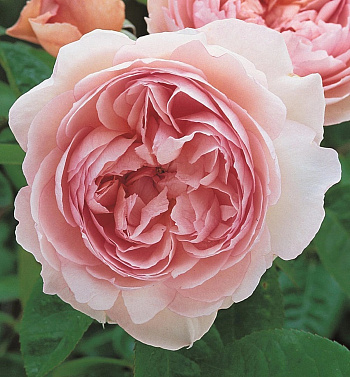 Роза английская парковая Джентл Гермиони