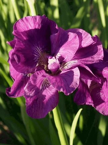 Ирис сибирский Bundle of Joy