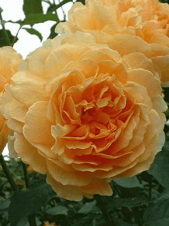 Роза Английская кустовая Molineux