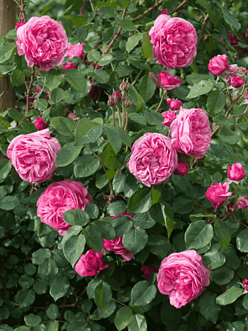 Роза Плетистая Millamy