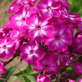 Флокс метельчатый Modern Art