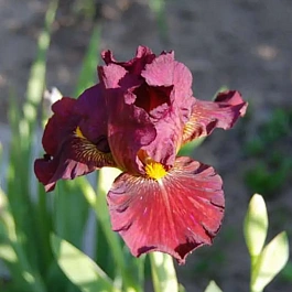 Ирис pum Lady in Red