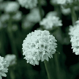 Армерия приморская Armada White