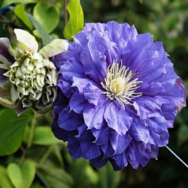 Клематис крупноцветковый Кири Те Канава