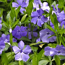 Барвинок малый