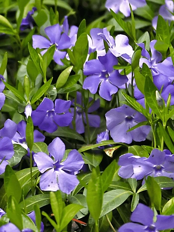 Барвинок малый