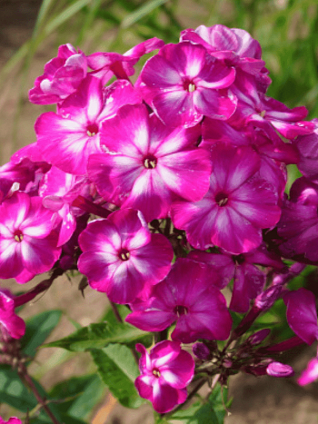 Флокс метельчатый Modern Art