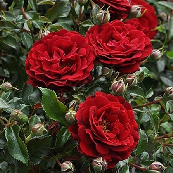 Роза парковая (Серия Фрайла) Фрайла Драга Роза парковая (Серия Фрайла) Фрайла Драга