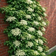 Гортензия плетистая Petiolaris