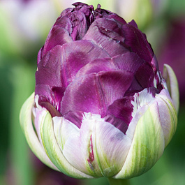 Тюльпан Эксквизит