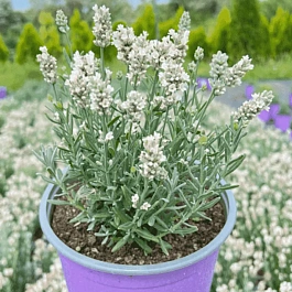 Лаванда  White Scent Compact