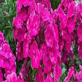 Флокс метельчатый Шансон