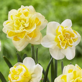 Нарцисс махровый Дабл Плежер