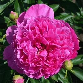 Гвоздика садовая Collection Pink Pom Pom