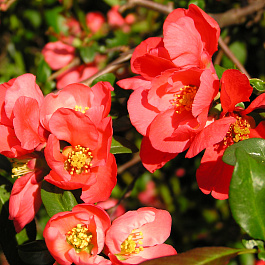 Айва красивая Рубра