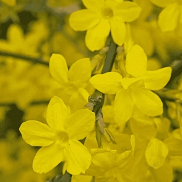 Жасмин голоцветковый						