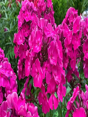 Флокс метельчатый Шансон