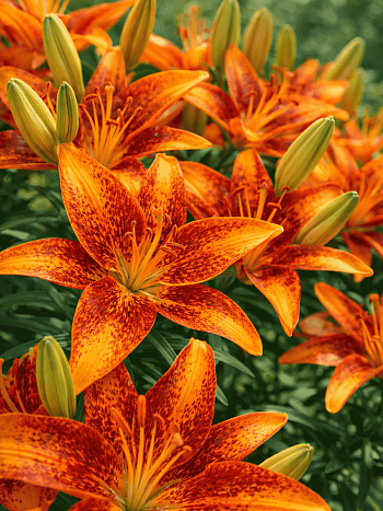 Лилия Tiny Orange Sensation