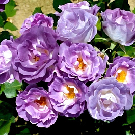 Роза флорибунда Blue for you