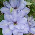 Клематис Blue Cotillion